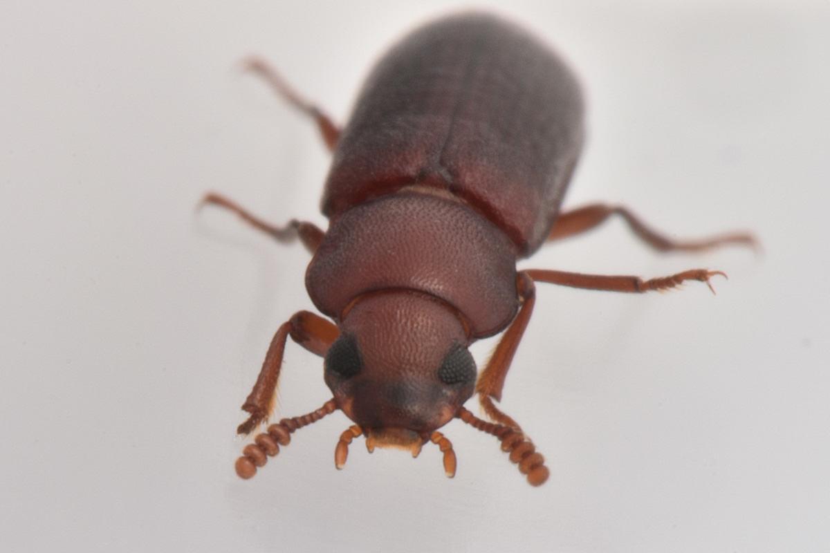 Tenebrionidae: Lyphia tetraphylla